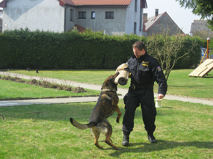 Výcvik policejního psa